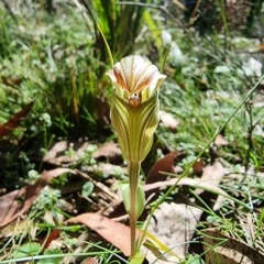 Diplodium coccinum at Harolds Cross, NSW - 20 Feb 2023