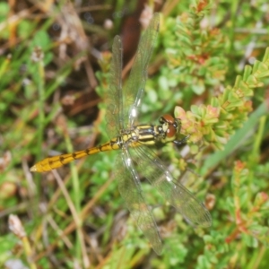 Nannophya dalei at Tinderry, NSW - suppressed