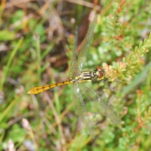 Nannophya dalei at Tinderry, NSW - 16 Feb 2023