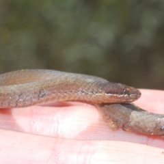 Drysdalia coronoides (White-lipped Snake) at Tinderry, NSW - 16 Feb 2023 by Harrisi