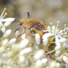 Clithria eucnemis at Tinderry, NSW - 16 Feb 2023 by Harrisi