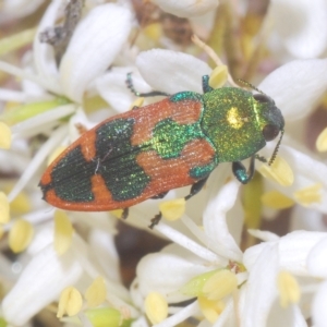 Castiarina hilaris at Cotter River, ACT - 20 Feb 2023