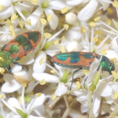 Castiarina hilaris at Cotter River, ACT - 20 Feb 2023