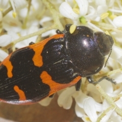 Castiarina bremei (A jewel beetle) at Cotter River, ACT - 20 Feb 2023 by Harrisi