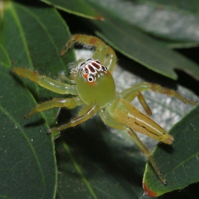 Mopsus mormon (Green Jumping Spider) at Wellington Point, QLD - 20 Feb 2023 by TimL