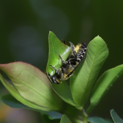 Unidentified Bee (Hymenoptera, Apiformes) by TimL