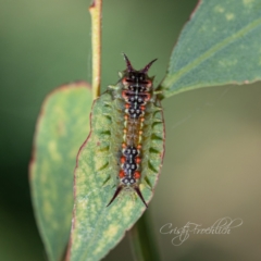 Doratifera quadriguttata (Four-spotted Cup Moth) at Jerrabomberra Wetlands - 18 Feb 2023 by Cristy1676