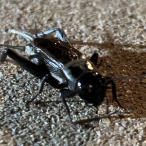 Teleogryllus commodus at Holt, ACT - 20 Feb 2023