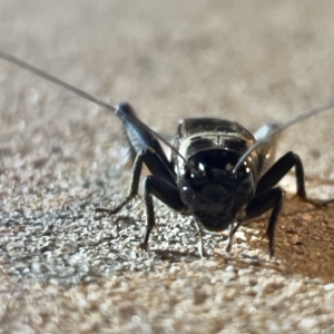 Teleogryllus commodus at Holt, ACT - 20 Feb 2023