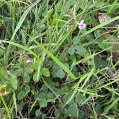 Pullenia gunnii (A Tick-Trefoil) at Kangaroo Valley, NSW - 20 Feb 2023 by lbradleyKV