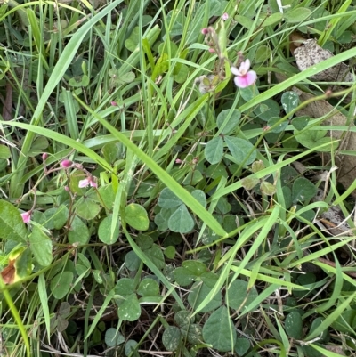 Pullenia gunnii (A Tick-Trefoil) at Kangaroo Valley, NSW - 20 Feb 2023 by lbradleyKV