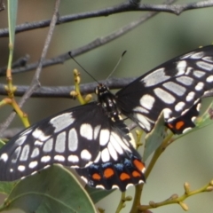 Papilio anactus (Dainty Swallowtail) at Bicentennial Park - 21 Feb 2023 by Paul4K