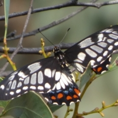 Papilio anactus (Dainty Swallowtail) at Bicentennial Park - 20 Feb 2023 by Paul4K