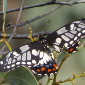 Papilio anactus at Queanbeyan West, NSW - 21 Feb 2023 07:15 AM