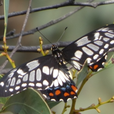 Papilio anactus (Dainty Swallowtail) at Queanbeyan West, NSW - 21 Feb 2023 by Paul4K