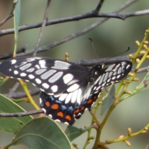 Papilio anactus at Queanbeyan West, NSW - 21 Feb 2023 07:15 AM