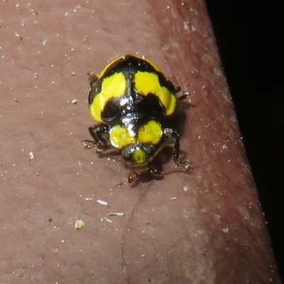 Illeis galbula (Fungus-eating Ladybird) at Flynn, ACT - 20 Feb 2023 by Christine