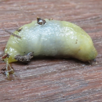 Arion intermedius (Hedgehog Slug) at Flynn, ACT - 20 Feb 2023 by Christine