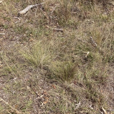 Nassella trichotoma (Serrated Tussock) at Watson, ACT - 20 Feb 2023 by waltraud