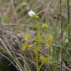 Drosera gunniana at Boorowa, NSW - 23 Oct 2022 03:10 PM