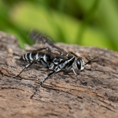 Turneromyia sp. (genus) (Zebra spider wasp) at Kangaroo Valley, NSW - 12 Feb 2023 by Cristy1676