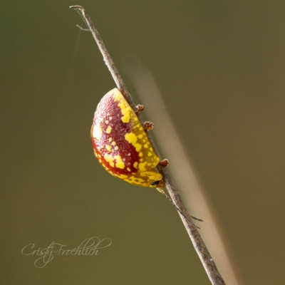 Paropsis maculata (Spotted leaf beetle) at Kangaroo Valley, NSW - 12 Feb 2023 by Cristy1676