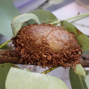 Opodiphthera eucalypti at Cook, ACT - 14 Feb 2023 06:04 PM