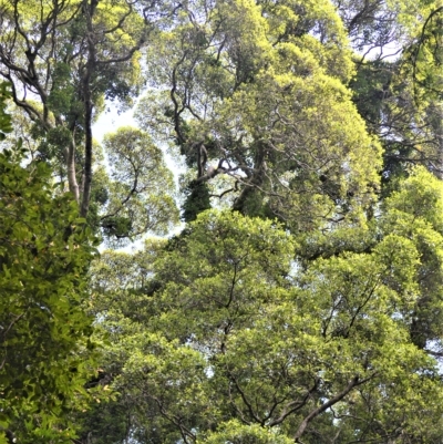 Ficus obliqua (Small-leaved Fig) at Jamberoo, NSW - 21 Feb 2023 by plants