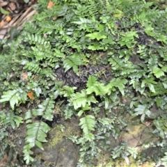 Arthropteris beckleri (Hairy Climbing Fishbone Fern) at Jamberoo, NSW - 21 Feb 2023 by plants