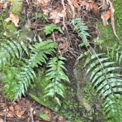 Asplenium polyodon (Willow Spleenwort) at Undefined Area - 21 Feb 2023 by plants