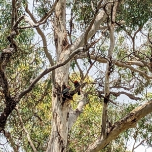 Callocephalon fimbriatum at Hackett, ACT - 21 Feb 2023