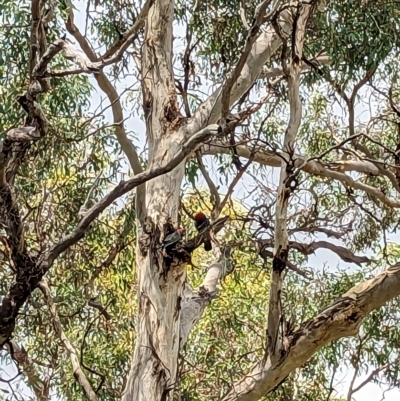 Callocephalon fimbriatum (Gang-gang Cockatoo) at Hackett, ACT - 21 Feb 2023 by mareehill