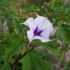 Datura stramonium at Tharwa, ACT - 20 Feb 2023