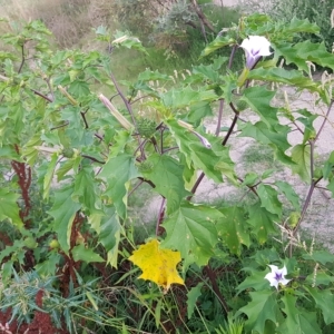 Datura stramonium at Tharwa, ACT - 20 Feb 2023