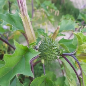 Datura stramonium at Tharwa, ACT - 20 Feb 2023