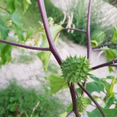 Datura stramonium at Tharwa, ACT - 20 Feb 2023