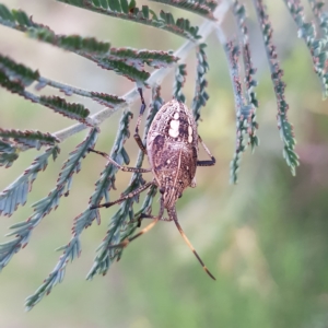 Poecilometis strigatus at Tharwa, ACT - 20 Feb 2023