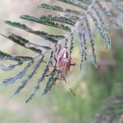 Poecilometis strigatus at Tharwa, ACT - 20 Feb 2023