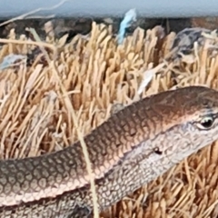 Lampropholis delicata (Delicate Skink) at Gundaroo, NSW - 20 Feb 2023 by Gunyijan