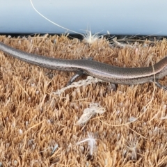 Lampropholis delicata at Gundaroo, NSW - 20 Feb 2023 12:50 PM