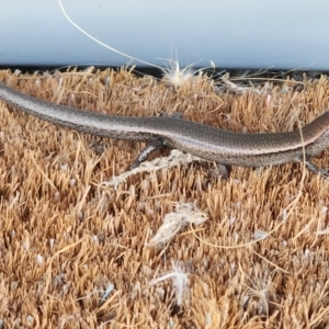 Lampropholis delicata at Gundaroo, NSW - 20 Feb 2023 12:50 PM