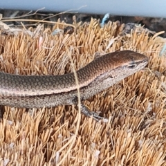 Lampropholis delicata at Gundaroo, NSW - 20 Feb 2023 12:50 PM