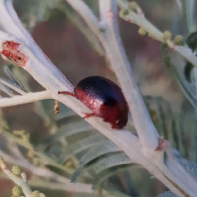 Dicranosterna immaculata (Acacia leaf beetle) at Tharwa, ACT - 20 Feb 2023 by MatthewFrawley