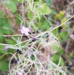 Epilobium billardiereanum subsp. cinereum at Duffy, ACT - 21 Feb 2023