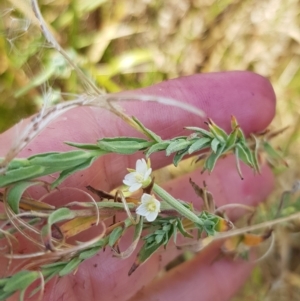 Epilobium hirtigerum at Duffy, ACT - 21 Feb 2023