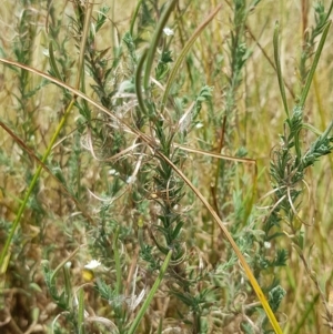 Epilobium hirtigerum at Duffy, ACT - 21 Feb 2023