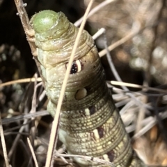 Hippotion scrofa (Coprosma Hawk Moth) at Fentons Creek, VIC - 17 Dec 2022 by KL