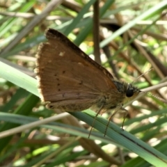 Timoconia flammeata (Bright Shield-skipper) at Brindabella, NSW - 18 Feb 2023 by HarveyPerkins