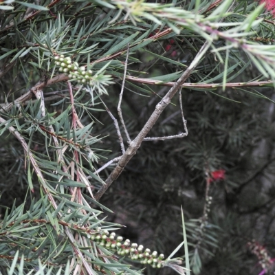 Acrophylla titan (Titan Stick Insect) at Burradoo, NSW - 19 Feb 2023 by GlossyGal