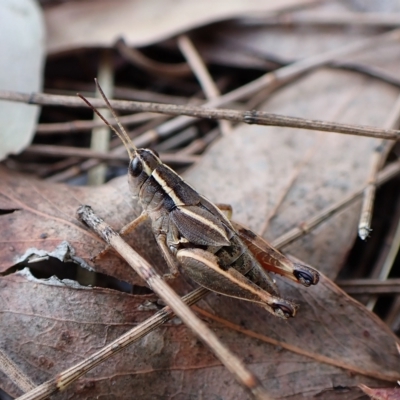 Phaulacridium vittatum (Wingless Grasshopper) at Mount Painter - 18 Feb 2023 by CathB